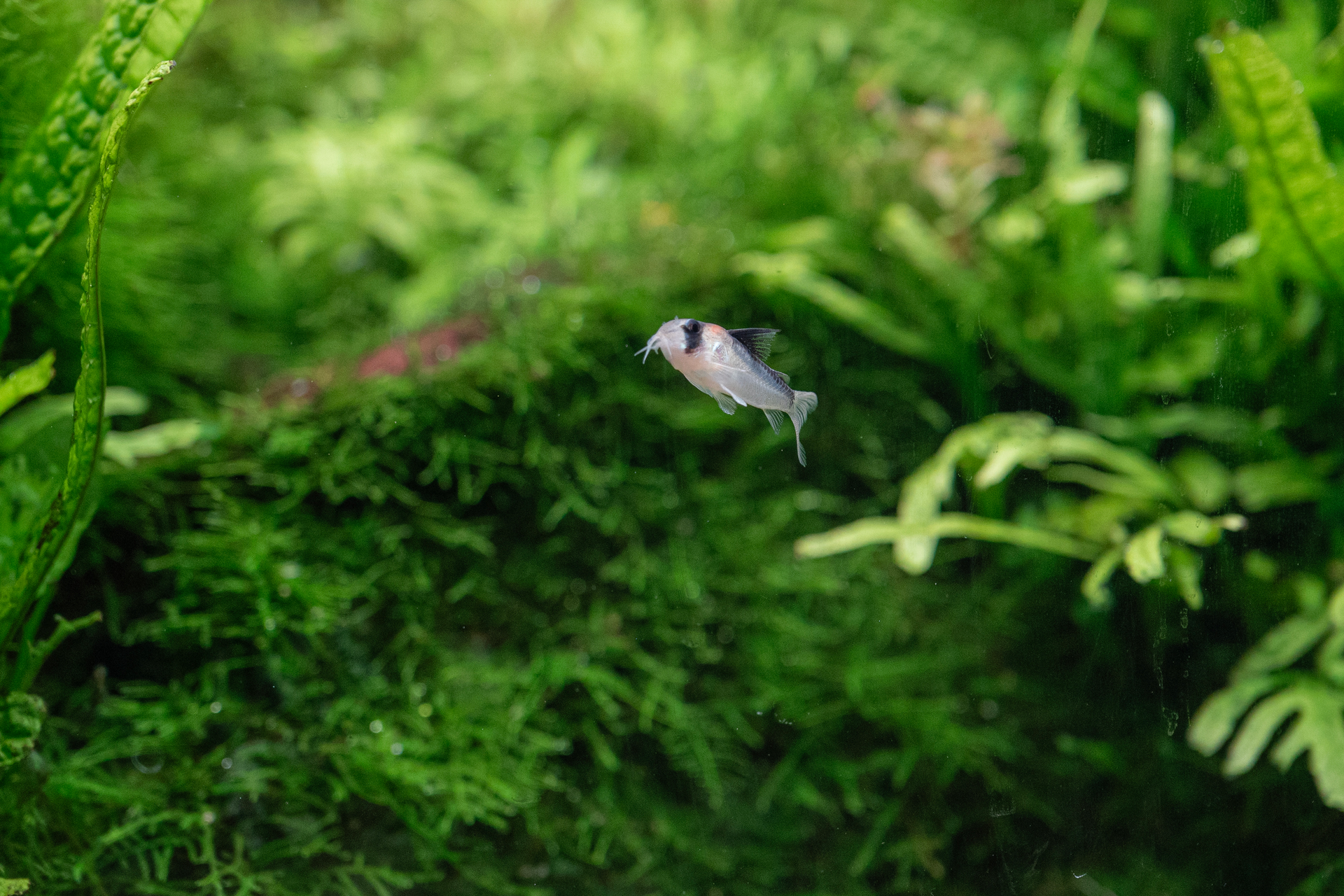 Premium Aquatic Products & Smart Gadgets