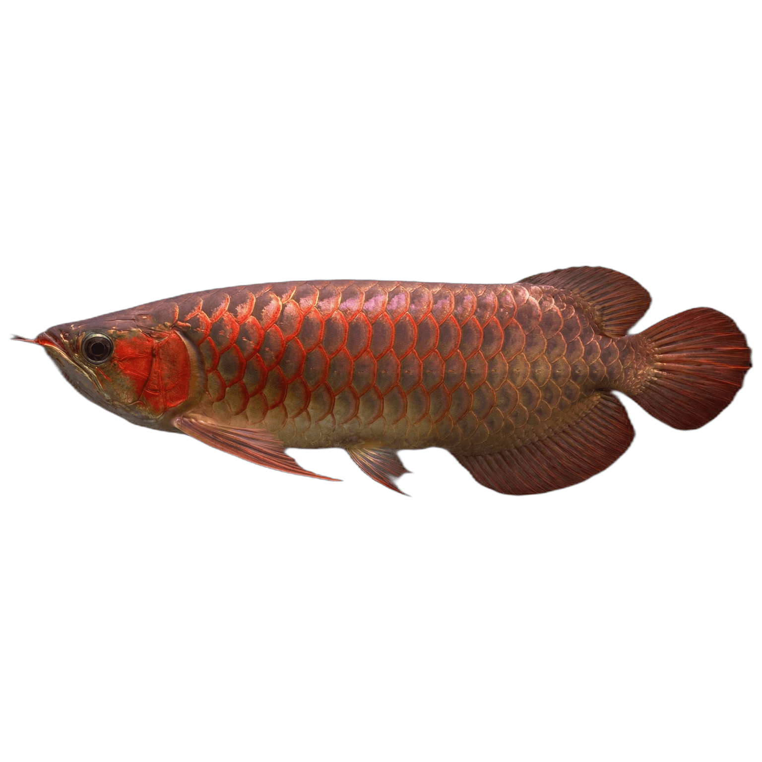 Cá Rồng Châu Á