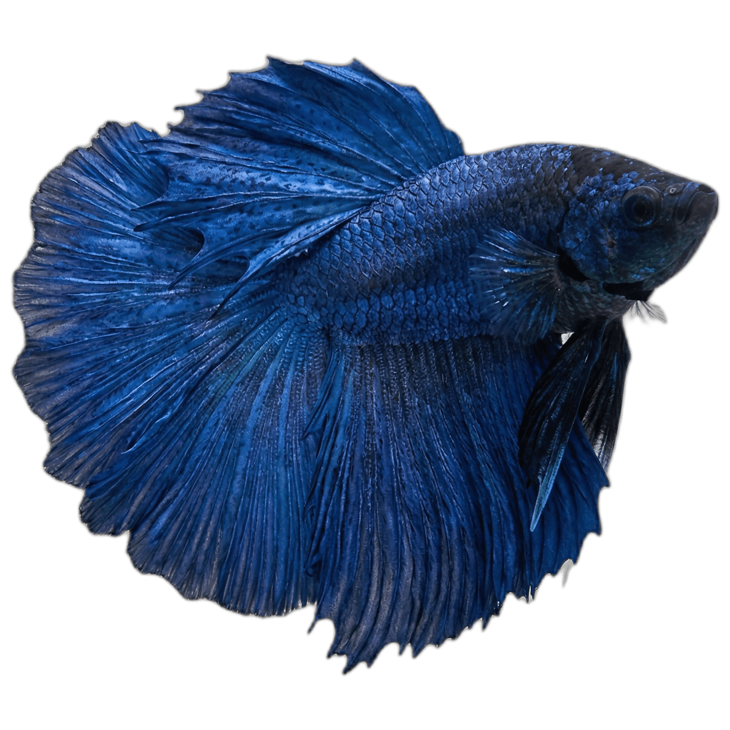 Thiết lập thông số nước ổn định cho Betta trong 7 ngày đầu