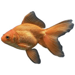 Cá Vàng