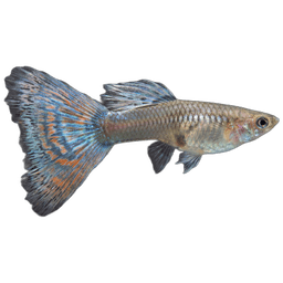 Cá Guppy