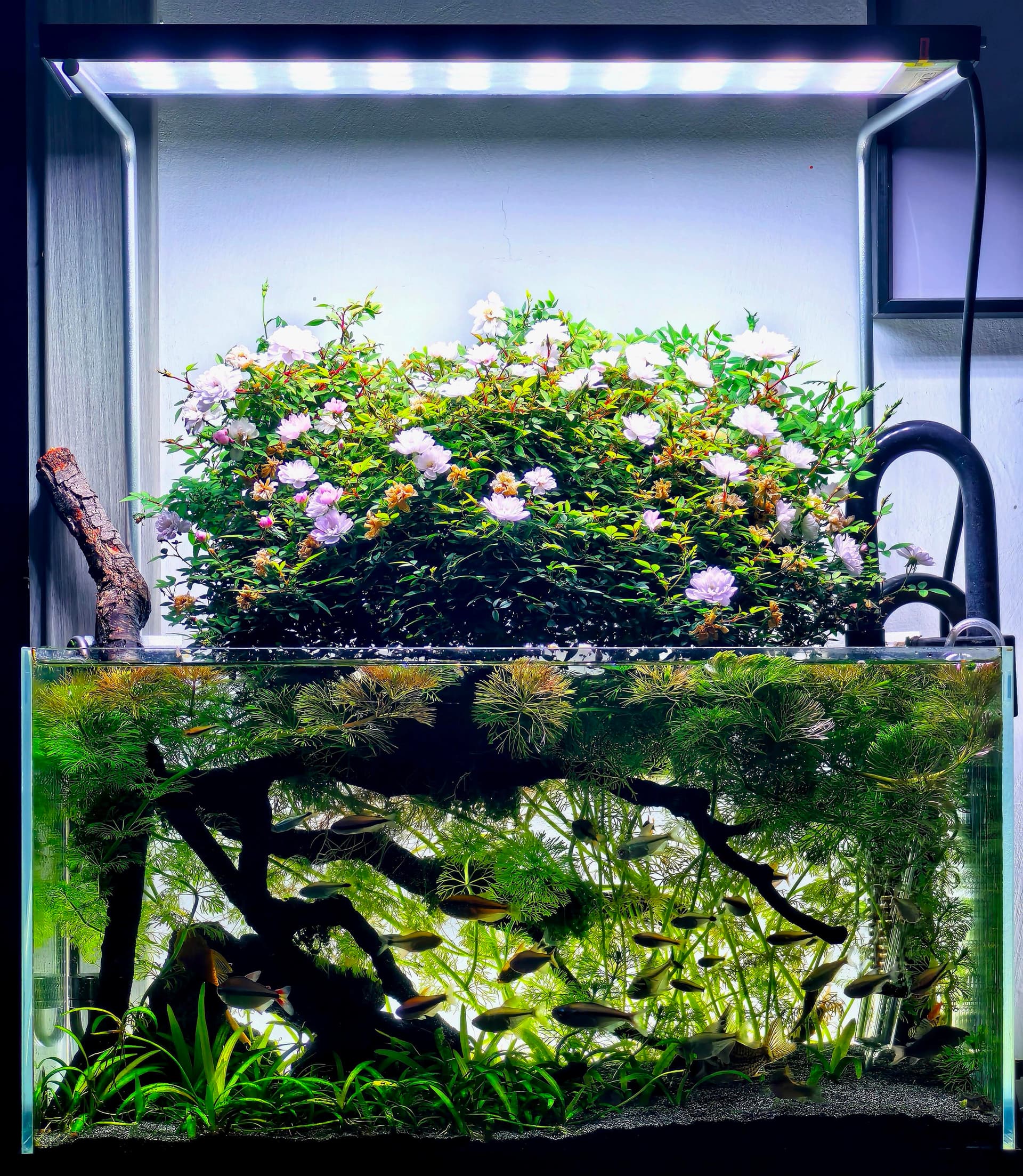 Fish collection