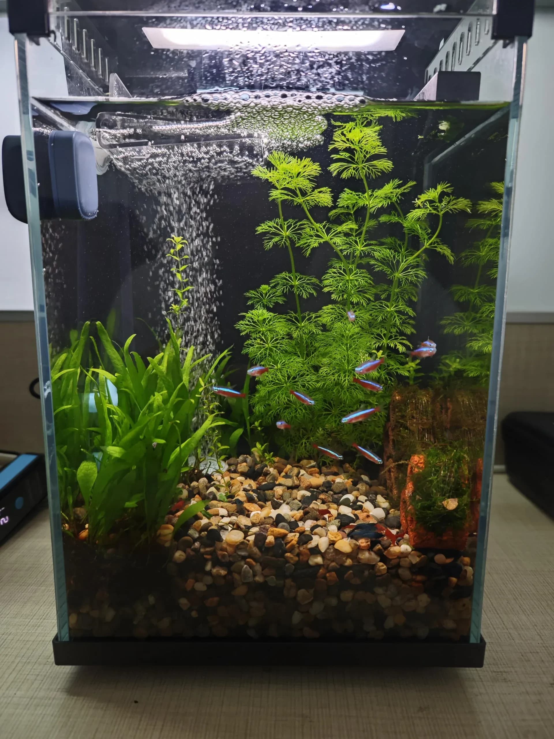Bể cá để bàn văn phòng cho người mới: kinh nghiệm setup bể mini nuôi cá Neon và tép Blue Dream Fire Red