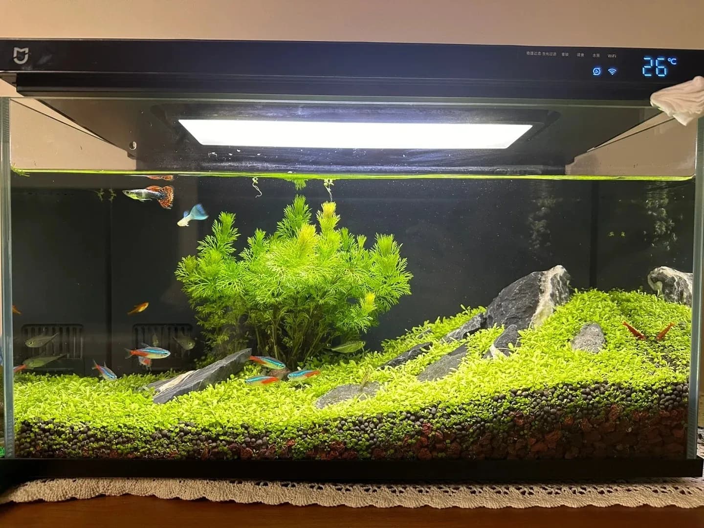 Cách trị bệnh cho cá cảnh hiệu quả tại nhà bằng tỏi và xanh methylene