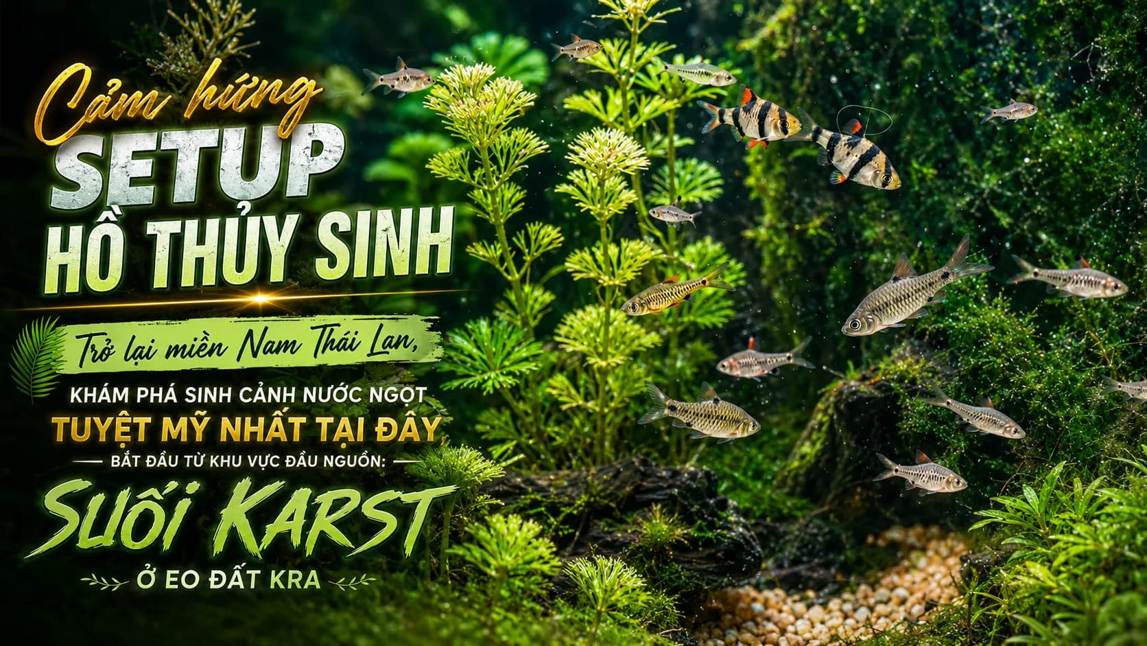 Cảm hứng setup hồ thủy sinh từ suối Karst miền Nam Thái Lan: vẻ đẹp nước trong, rễ cây và cá hoang dã