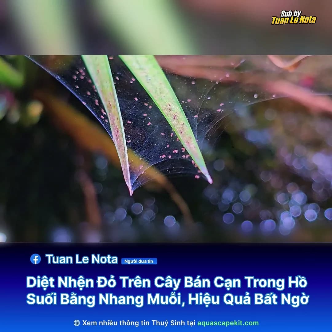 Diệt Nhện Đỏ Trên Cây Bán Cạn Bằng Nhang Muỗi: Hiệu Quả Nhưng Đừng Chủ Quan