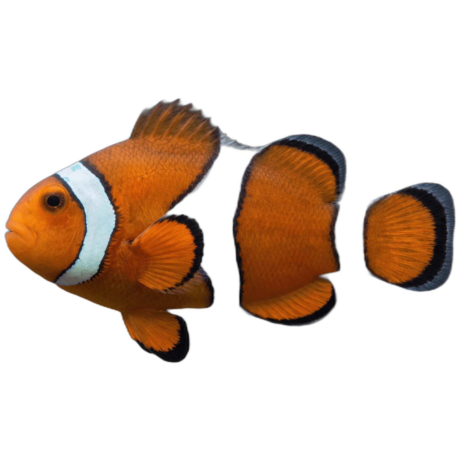 Cá Hề Nemo
