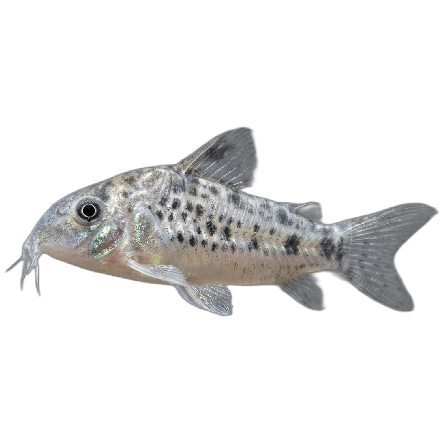 Cá Chuột Corydoras