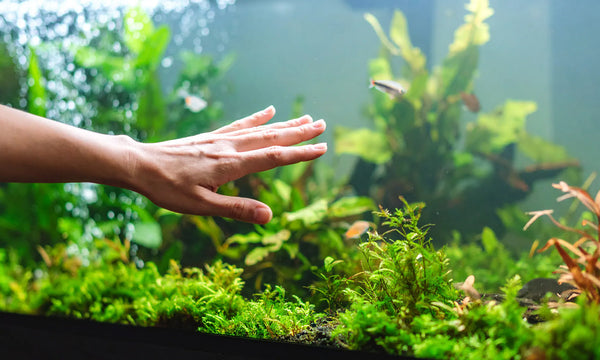Complete Guide to Aquarium Maintenance: Keep Your Fish Tank Clean and Healthy